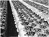 Fragaria%20ananassa%20%27BG-959%27