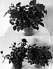 Rosa%20hybrida%20%27Evera%20117%27