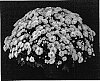 Chrysanthemum%20x%20morifolium%20%27Yonancy%27
