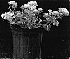 Lantana%20camara%20%27LAX%20600%27