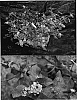 Lantana%20camara%20%27Praise%20Hymn%27