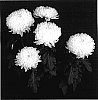 Chrysanthemum%20x%20morifolium%20%27Yosnowmass%27