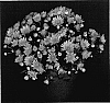 Chrysanthemum%20x%20morifolium%20%27Gentle%20Yoalberta%27