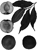 Prunus%20persica%20%27Super%20Zee%27