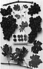 Vitis%20vinifera%20%27Black%20Globe%27