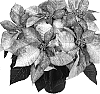 Euphorbia%20pulcherrima%20Willd.%20%27Duepremmiro%27