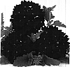 Verbena%20hybrida%20%27Duefarvio%27