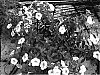 Calibrachoa%20sp.%20%27Cal%20Depyel%27