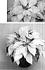 Euphorbia%20pulcherrima%20Willd.%20%27PER101%27