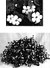 Sutera%20hybrida%20%27Danova906%27