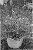 Lavandula%20angustifolias%20%27Grace%20Leigh%27