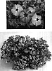 Phlox%20hybrida%20%27USPHLO322%27