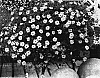 Bidens%20ferulifolia%20%27Sumbid%2003%27