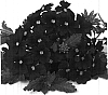 Verbena%20hybrida%20%27Duefarpur%27
