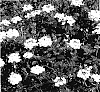 Verbena%20hybrida%20%27KLEVE04340%27