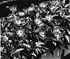 Impatiens%20hawkeri%20%27KLEI04077%27