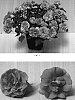 Impatiens%20walleriana%20%27Balolepeac%27