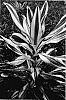 Dracaena%20fragrans%20%27Sol%27