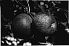 Malus%20Mill.%20%27CABp%20Fuji%27
