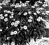 Bracteantha%20bracteata%20%27KLEBA04076%27