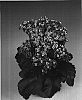 Kalanchoe%20guignardii%20x%20Kalanchoe%20blossfeldiana%20%27Fiveranda%20Light%20Pink%27