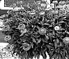 Bracteantha%20bracteata%20%27KLEBA04086%27