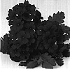 Verbena%20hybrida%20%27Duefarred%27