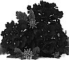 Verbena%20hybrida%20%27Duefarburg%27