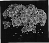 Chrysanthemum%20x%20morifolium%20%27Yochatham%27