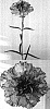 Dianthus%20caryophyllus%20%27Wesnavi%27