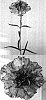 Dianthus%20caryophyllus%20%27Wesnavi%27