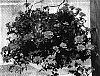 Verbena%20hybrida%20%27KLEVE04334%27