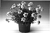 Argyranthemum%20frutescens%20%27Argyminpifi%27