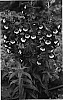 Penstemon%20hartwegii%20%27Pheni%20Vio%27