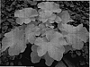 Heuchera%20villosa%20%27Citronelle%27