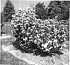 Viburnum%20dilatatum%20%27Vernon%20Morris%27