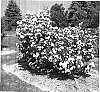 Viburnum%20dilatatum%20%27Vernon%20Morris%27