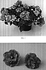 Impatiens%20walleriana%20%27Balfiestarsa%27
