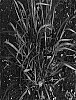 Panicum%20virgatum%20%27RR1%27
