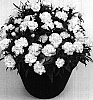 Dianthus%20caryophyllus%20%27Cristal%27