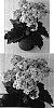 Kalanchoe%20blossfeldiana%20%27Don%20Frederico%27