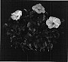 Hibiscus%20rosa-sinensis%20%27Montego%20Wind%27
