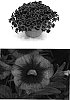 Calibrachoa%20sp.%20%27Wescaosu%27