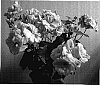 Pelargonium%20peltatum%20%27Paclill%27