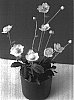 Helleborus%20niger%20%27HGC%20Joshua%27