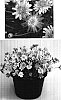 Argyranthemum%20frutescens%20%27M905%27