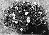 Petunia%20x%20hybrida%20%27KLEC04064%27