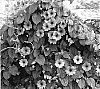 Thunbergia%20alata%20%27Sumthun%2002%27
