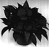 Impatiens%20hawkeri%20%27Tamar%20Scarlet%20Red%27