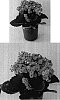 Kalanchoe%20blossfeldiana%20%27Don%20Domingo%27